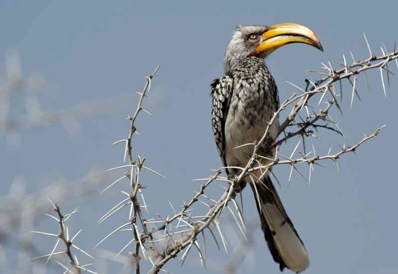 Southern Yellow-Billed Hornbill - parque nacional de Etosha - Namibia 2.jpg